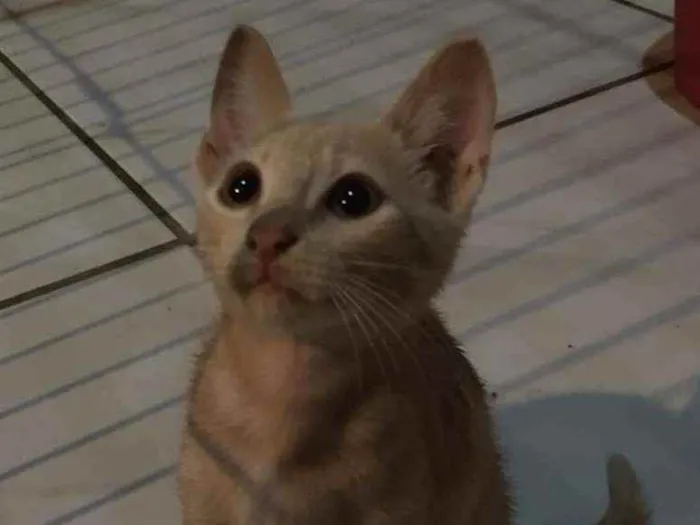 Gato ra a Vira-Lata idade 2 a 6 meses nome Sky