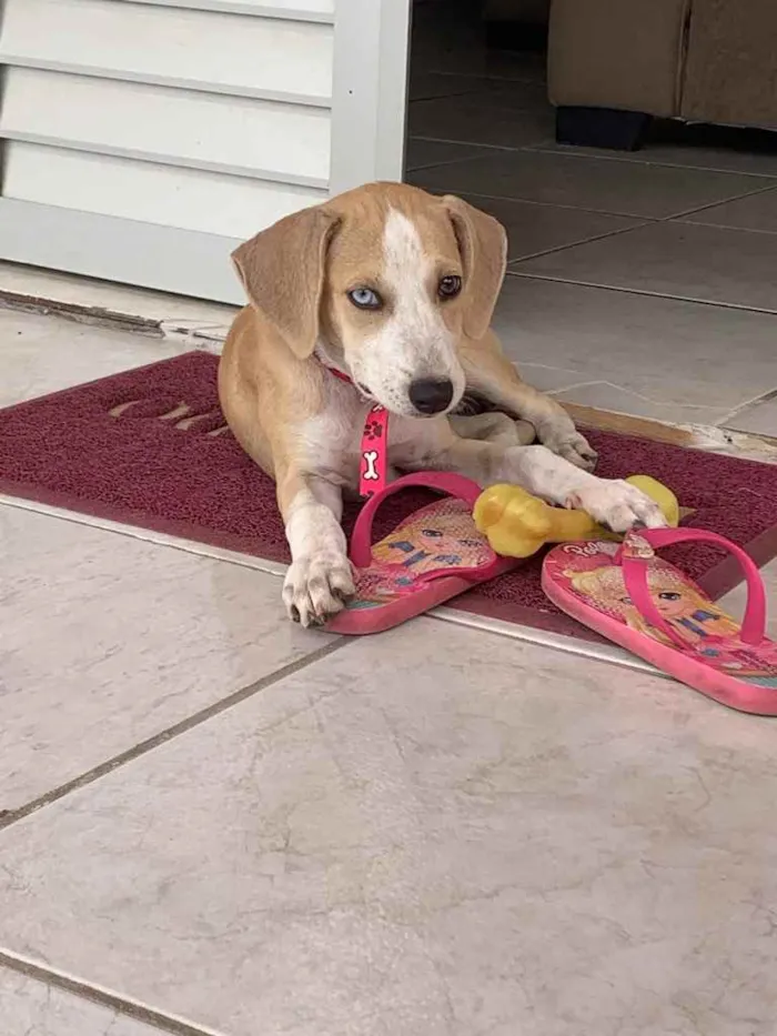 Cachorro ra a Vira-lata idade 2 a 6 meses nome Luna