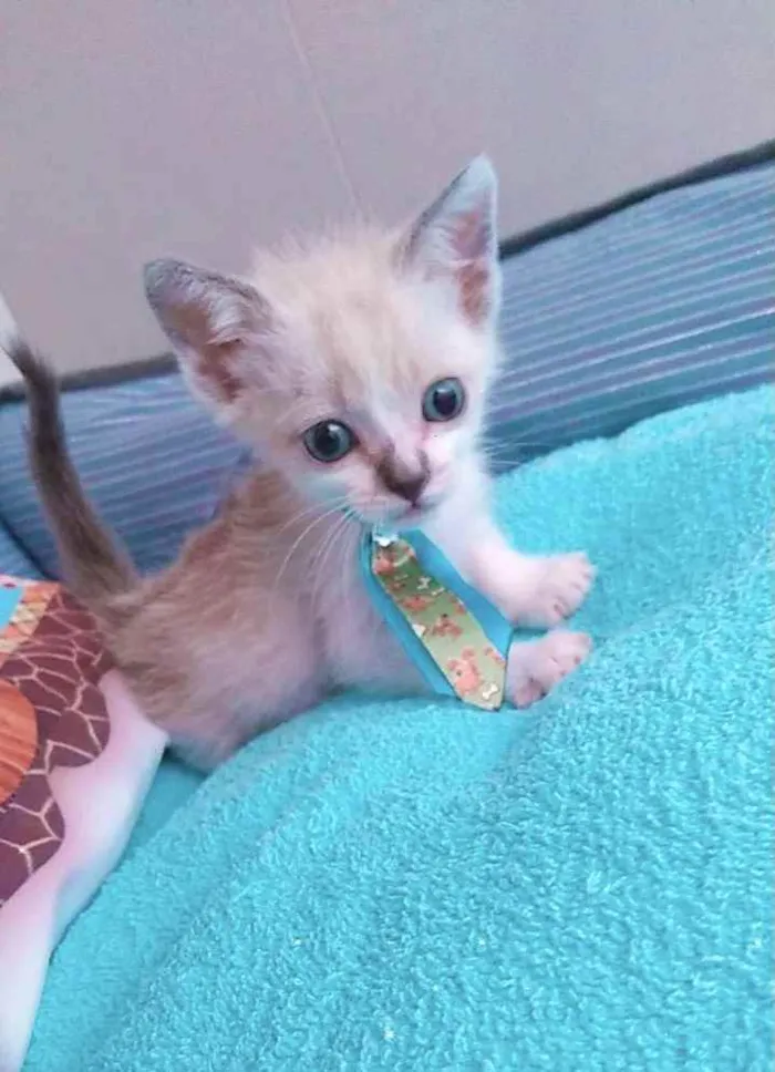 Gato raça Srd idade Abaixo de 2 meses nome Gatô