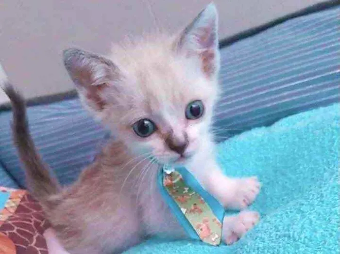 Gato raça Srd idade Abaixo de 2 meses nome Gatô