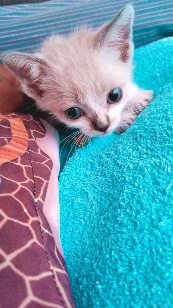 Gato raça Srd idade Abaixo de 2 meses nome Gatô