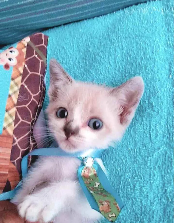 Gato raça Srd idade Abaixo de 2 meses nome Gatô