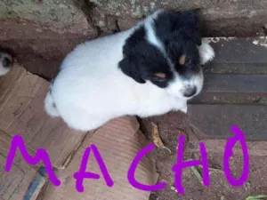 Cachorro raça Virá lata idade Abaixo de 2 meses nome Filhotes