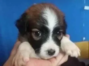 Cachorro raça Vira lata  idade 2 a 6 meses nome Sandra