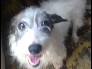 Cachorro raça  idade 5 anos nome Vick 