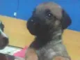 Urso