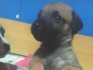 Cachorro raça Vira lata  idade 2 a 6 meses nome Urso