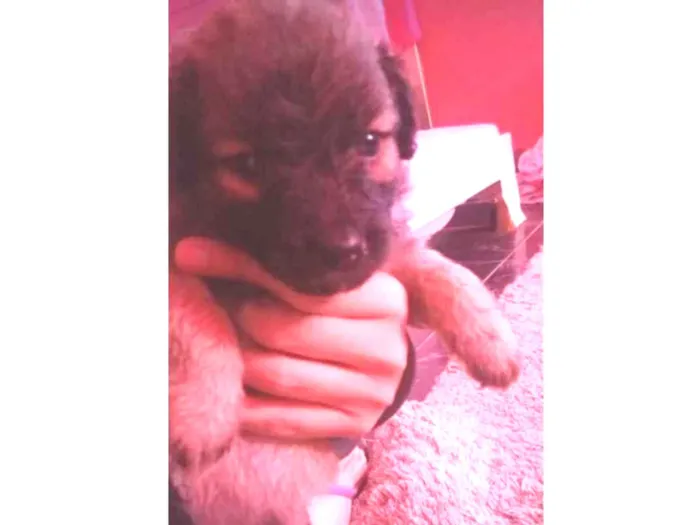 Cachorro ra a Vira lata idade 2 a 6 meses nome Sem nome 2 