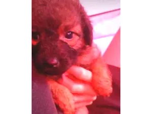 Cachorro raça Vira lata idade 2 a 6 meses nome Rosa