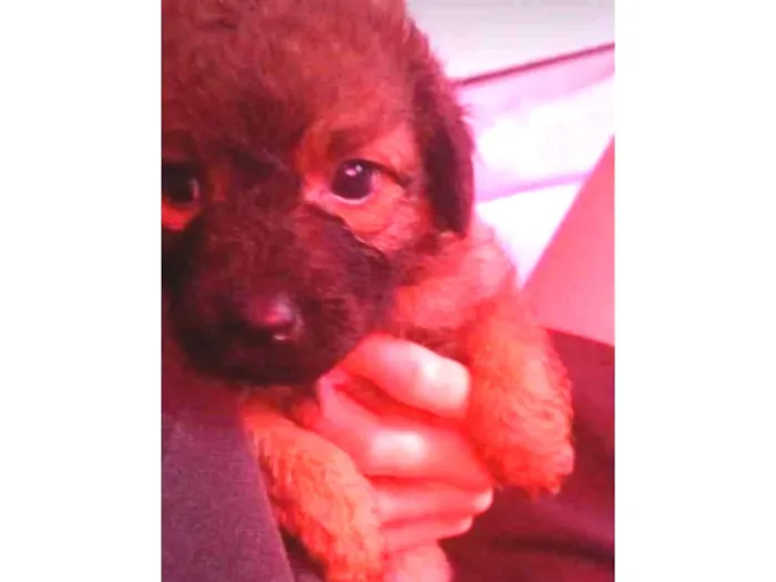 Cachorro ra a Vira lata idade 2 a 6 meses nome Rosa