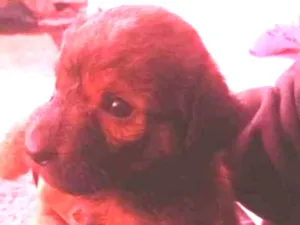 Cachorro raça Vira lata  idade 2 a 6 meses nome Madalena