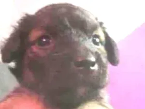Cachorro raça Vira lata idade 2 a 6 meses nome Sem nome 1