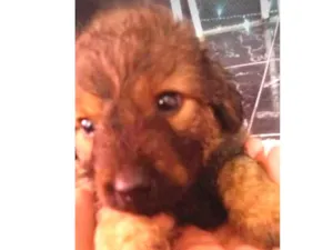 Cachorro raça Vira lata  idade 2 a 6 meses nome Mamute
