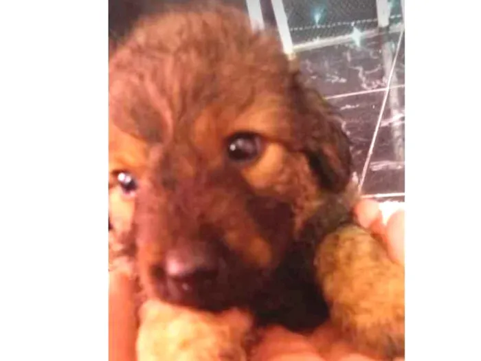 Cachorro ra a Vira lata  idade 2 a 6 meses nome Mamute