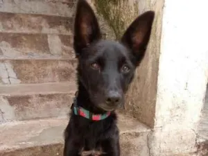 Cachorro raça SRD-ViraLata idade 3 anos nome Bim Bim