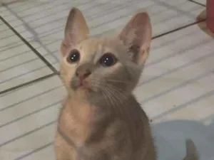 Gato raça Vira-Lata idade 2 a 6 meses nome Sky