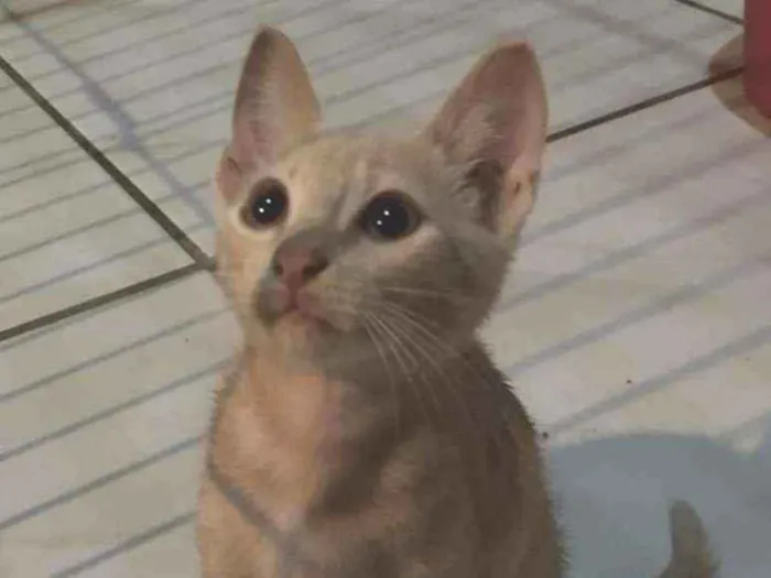 Gato ra a Vira-Lata idade 2 a 6 meses nome Sky