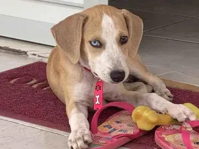 Cachorro raça Vira-lata idade 2 a 6 meses nome Luna