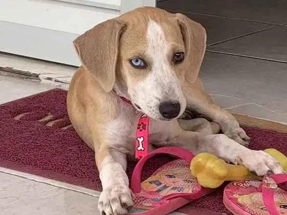 Cachorro ra a Vira-lata idade 2 a 6 meses nome Luna