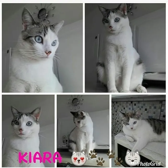 Gato ra a SRD idade 3 anos nome Kiara