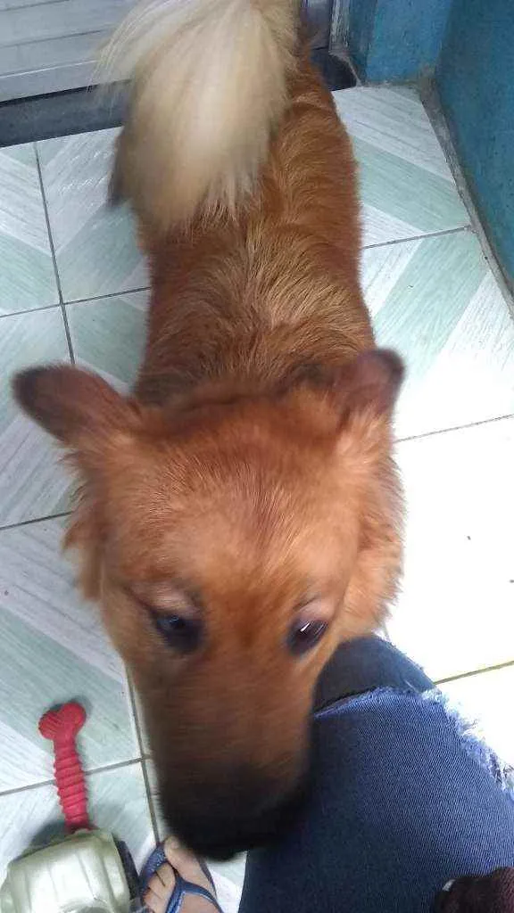 Cachorro ra a Show show idade 1 ano nome Luna