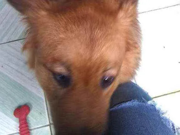 Cachorro ra a Show show idade 1 ano nome Luna