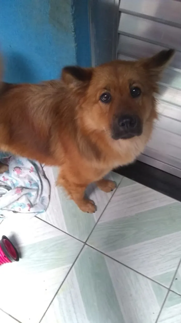 Cachorro ra a Show show idade 1 ano nome Luna