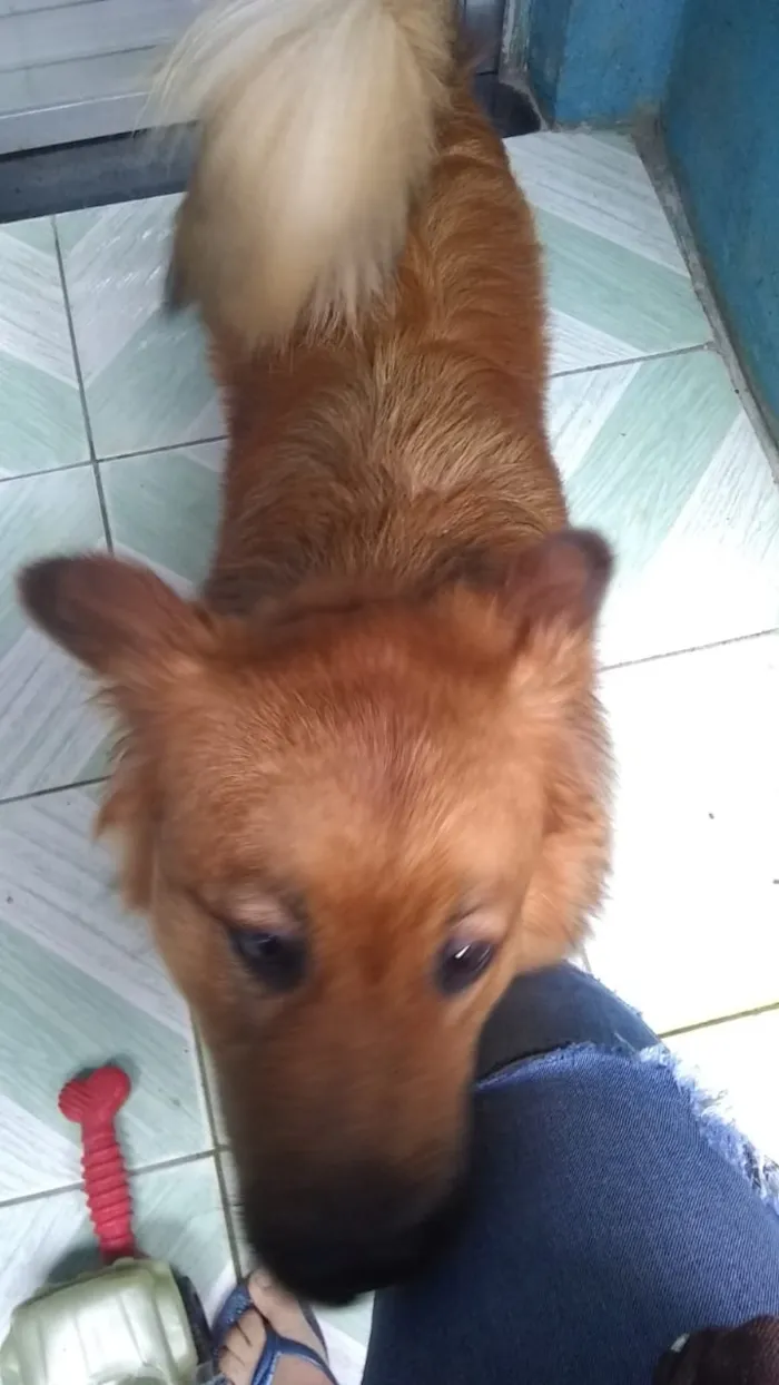 Cachorro ra a Show show idade 1 ano nome Luna