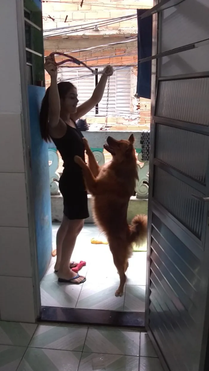 Cachorro ra a Show show idade 1 ano nome Luna