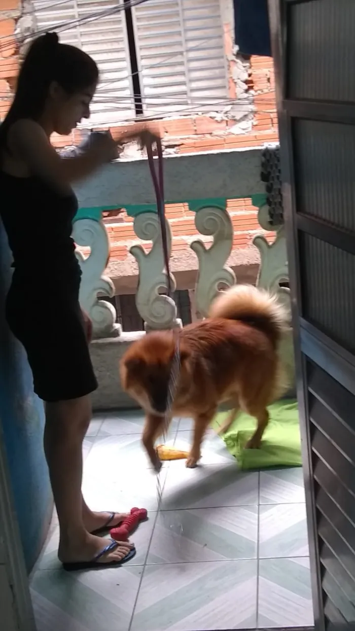 Cachorro ra a Show show idade 1 ano nome Luna