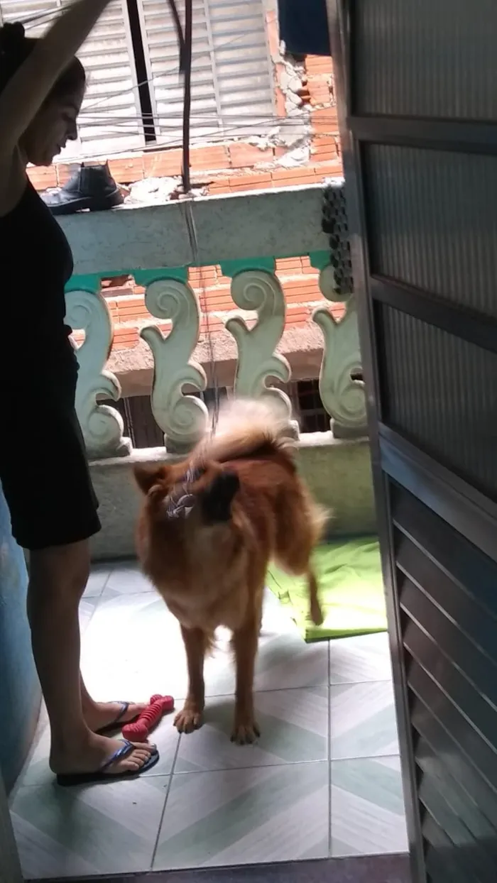 Cachorro ra a Show show idade 1 ano nome Luna