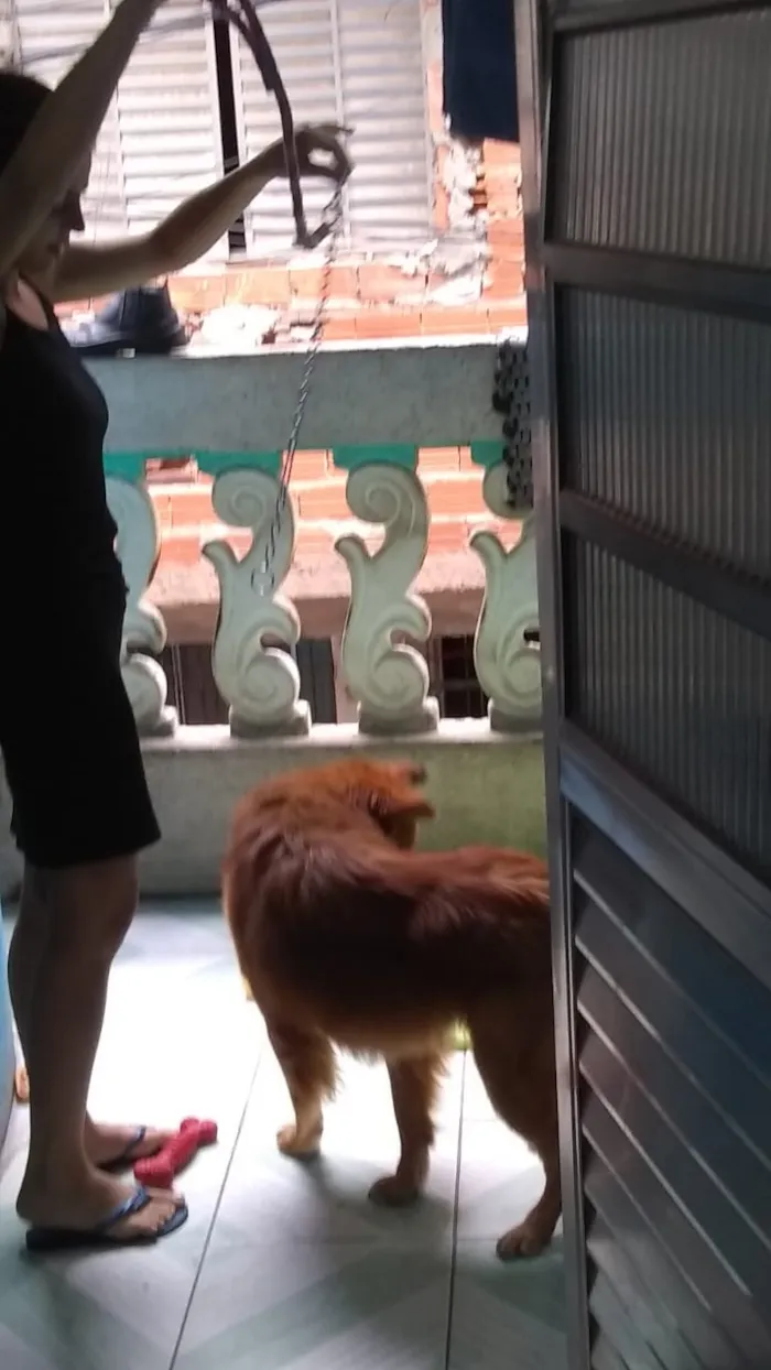Cachorro ra a Show show idade 1 ano nome Luna