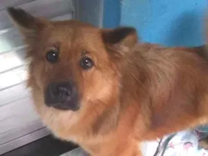 Cachorro raça Show show idade 1 ano nome Luna
