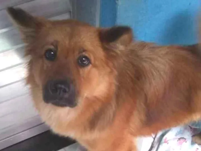 Cachorro ra a Show show idade 1 ano nome Luna