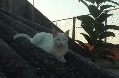 Gato ra a SRD-ViraLata idade 6 ou mais anos nome Branquinho