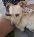 Lindão