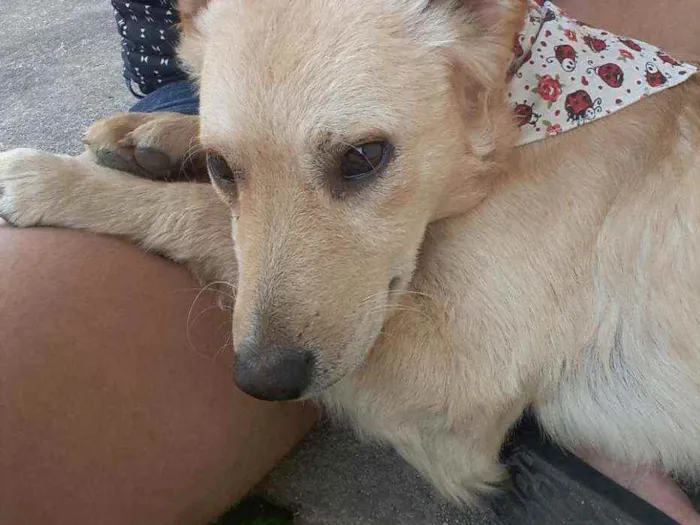 Cachorro raça Vira lata idade 1 ano nome Lindão 