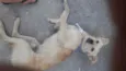 Lindão 