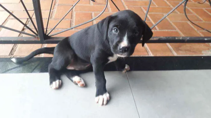 Cachorro ra a Boxer Coller com Bodder coller idade Abaixo de 2 meses nome Buu