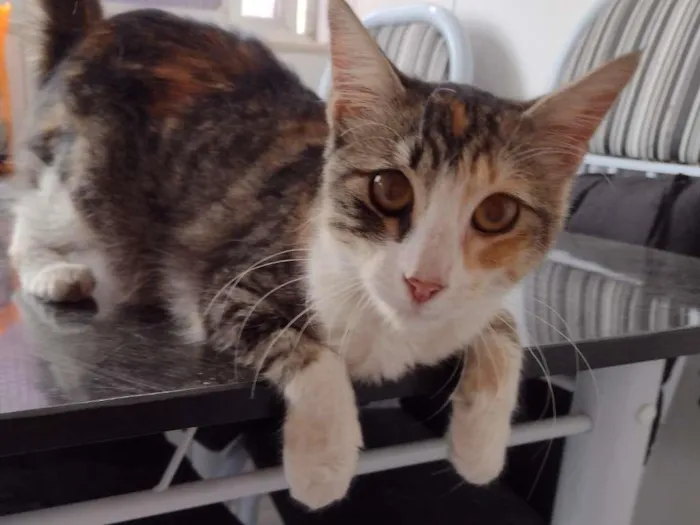Gato ra a SRD idade 2 a 6 meses nome Maggie