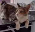 Maggie