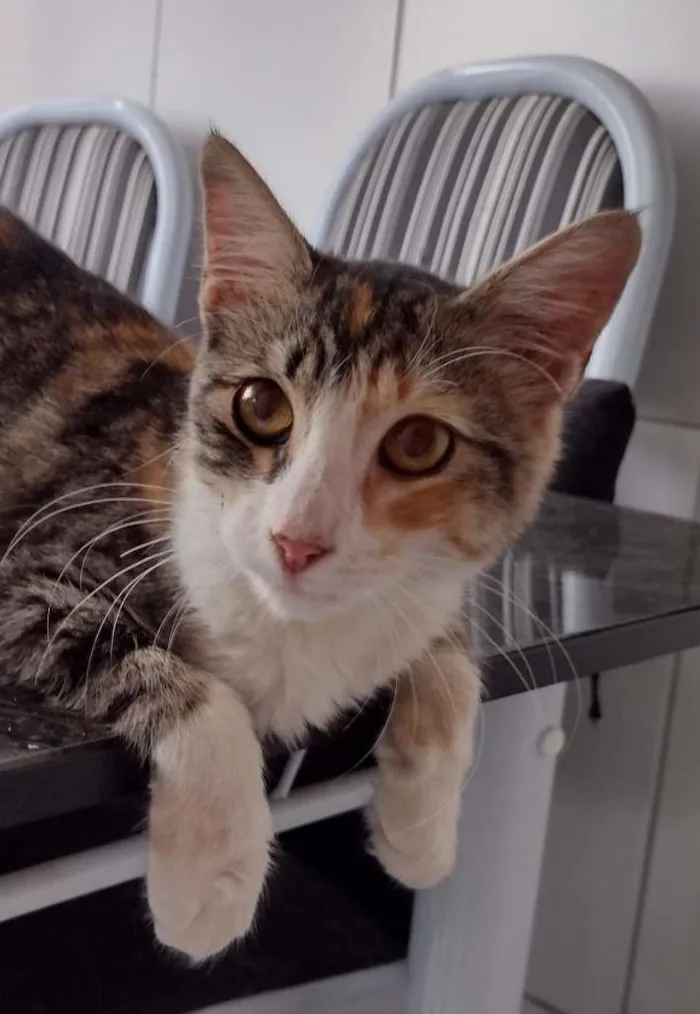 Gato ra a SRD idade 2 a 6 meses nome Maggie