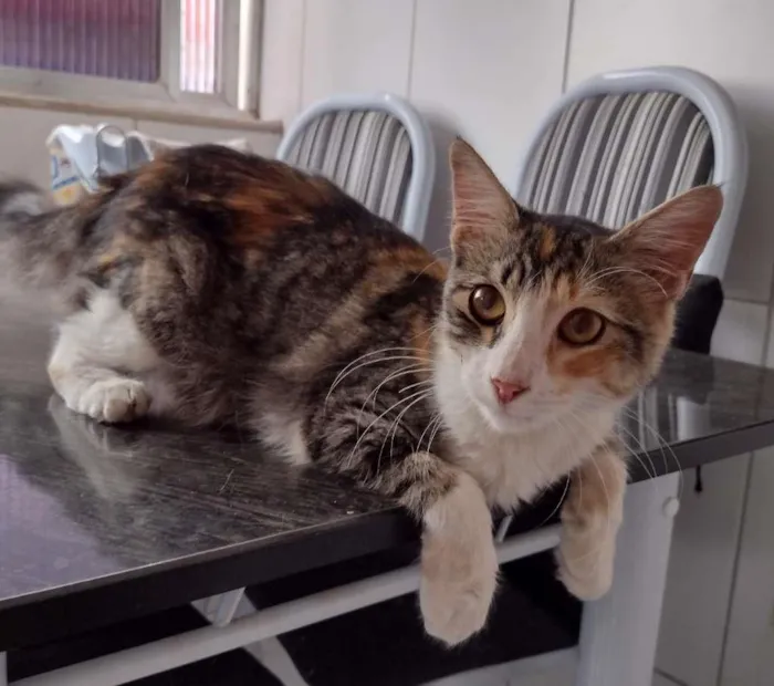 Gato ra a SRD idade 2 a 6 meses nome Maggie