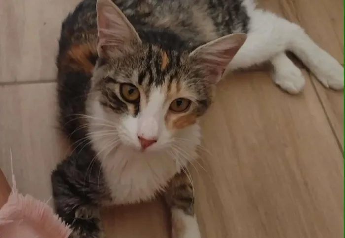 Gato ra a SRD idade 2 a 6 meses nome Maggie