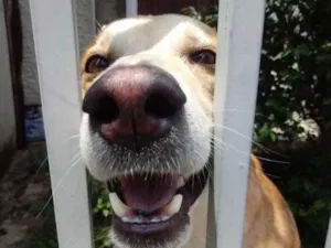 Cachorro raça Srd idade 1 ano nome Trovão lindo fofo