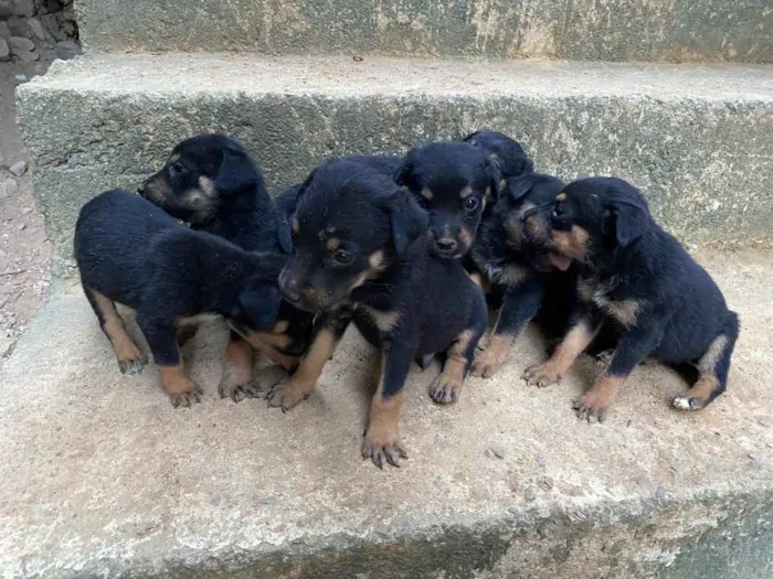 Cachorro raça Rottweiler  idade Abaixo de 2 meses nome Sem nome 