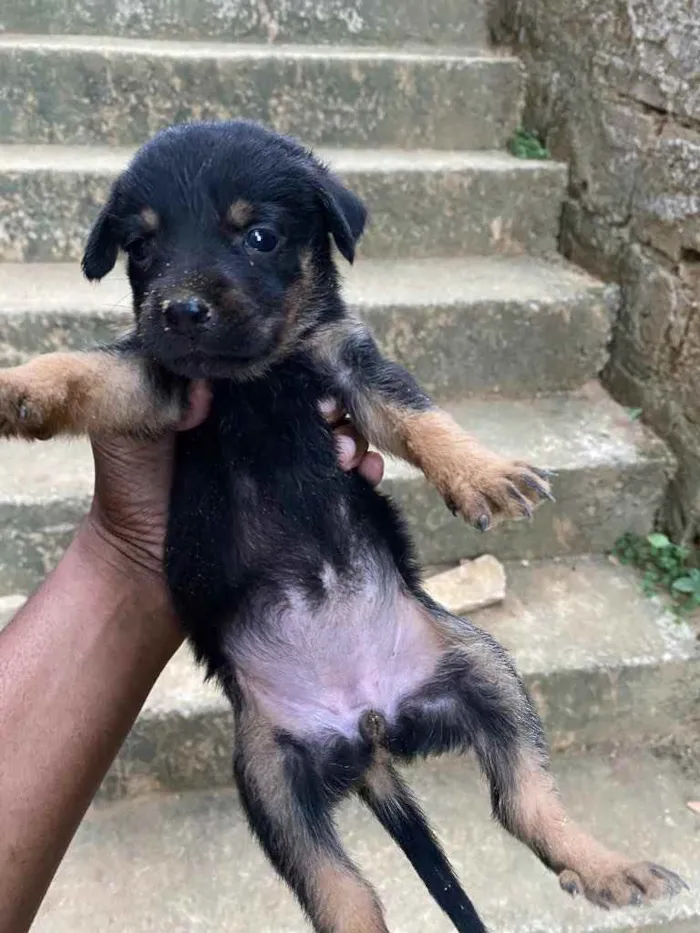 Cachorro raça Rottweiler  idade Abaixo de 2 meses nome Sem nome 