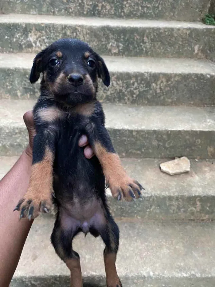 Cachorro raça Rottweiler  idade Abaixo de 2 meses nome Sem nome 