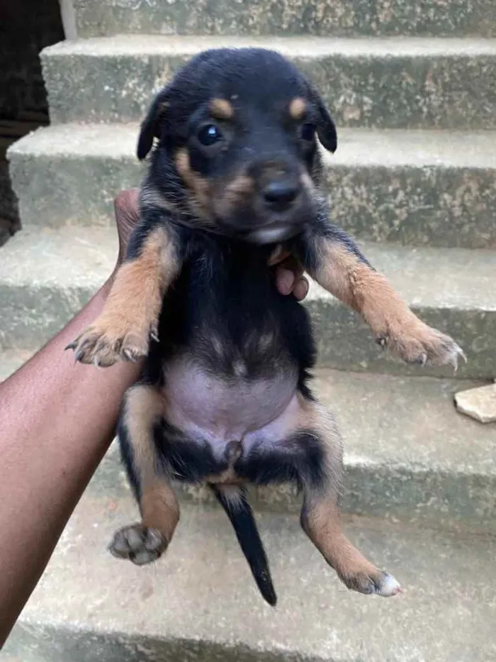 Cachorro raça Rottweiler  idade Abaixo de 2 meses nome Sem nome 