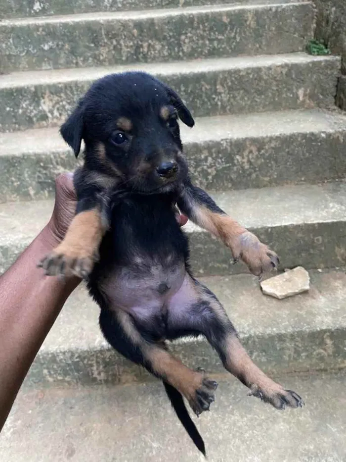 Cachorro raça Rottweiler  idade Abaixo de 2 meses nome Sem nome 
